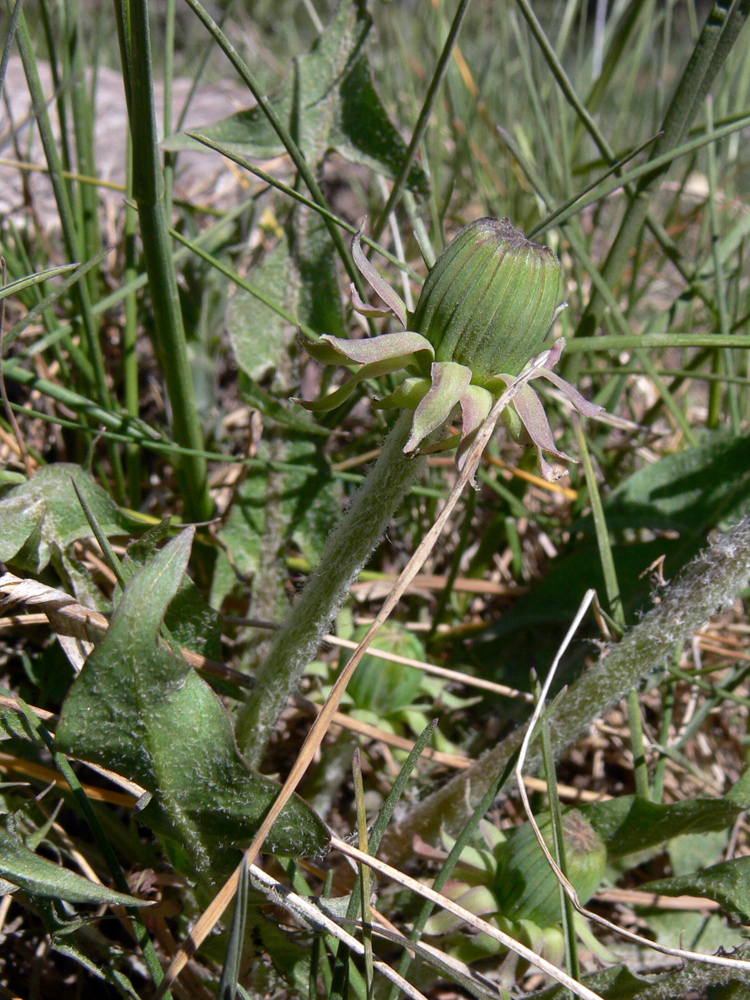 Изображение особи Taraxacum distantilobum.