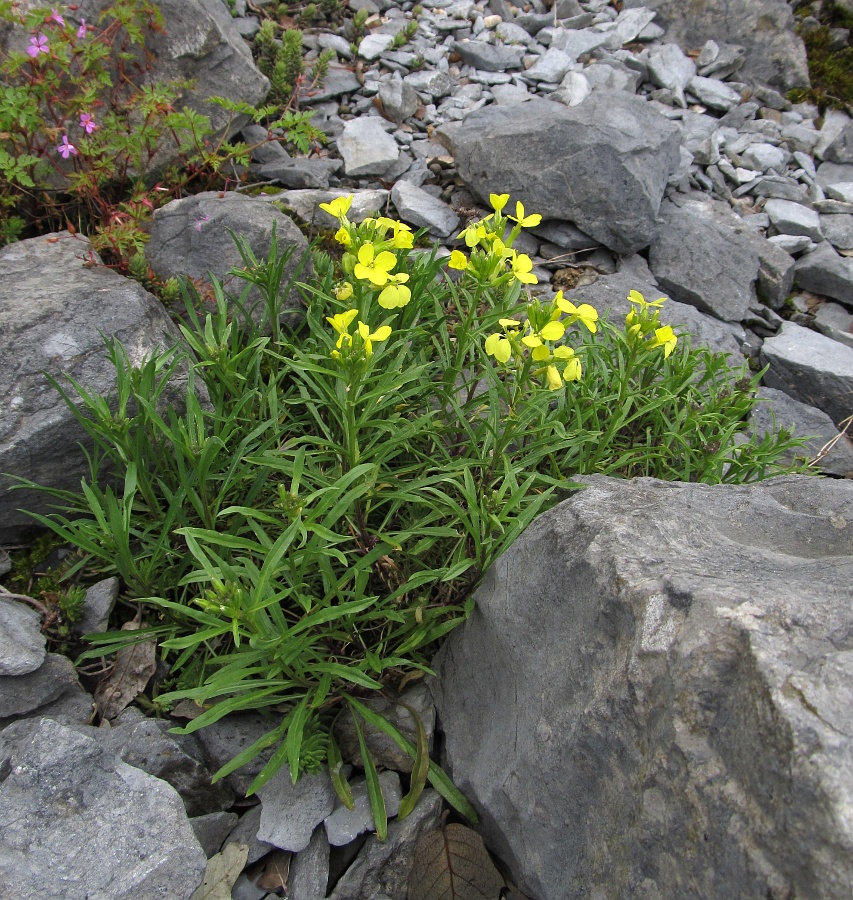 Image of Erysimum gorbeanum specimen.