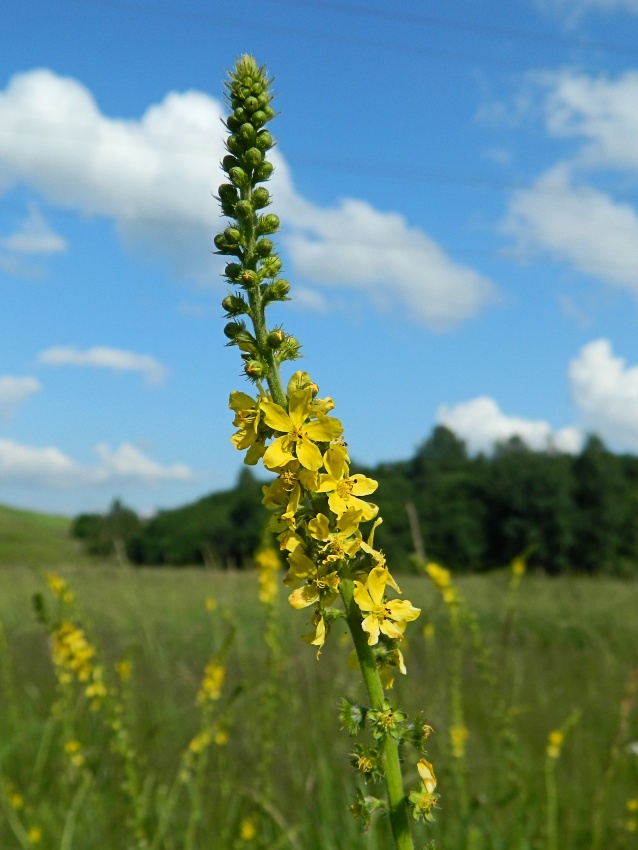 Изображение особи Agrimonia eupatoria.