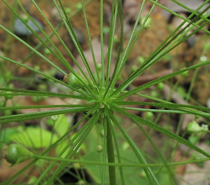 Image of Androsace filiformis specimen.