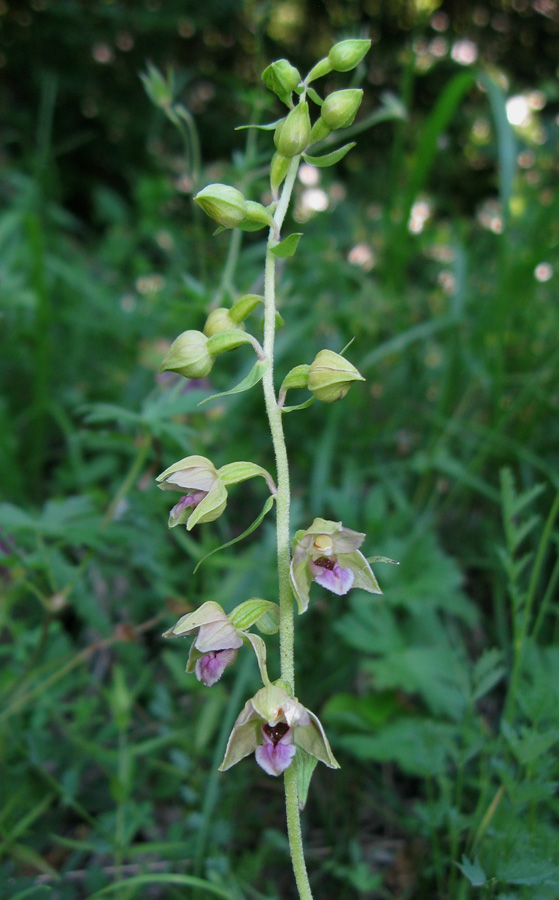 Изображение особи Epipactis helleborine.