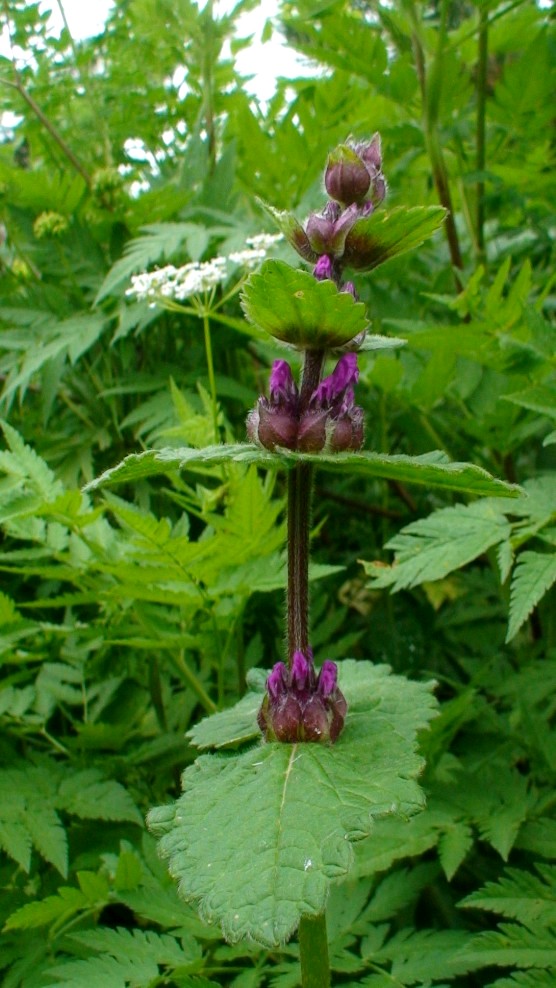 Image of Betonica macrantha specimen.