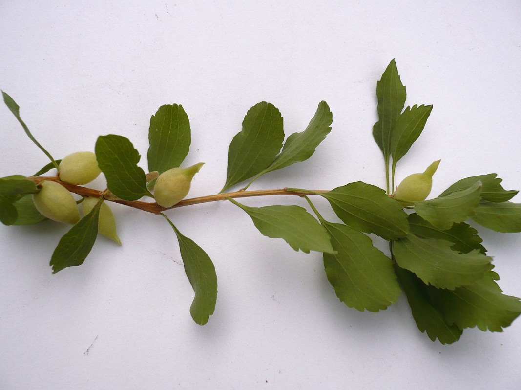 Image of Spiraea crenata specimen.