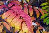 Sorbus aucuparia. Осенние листья. Подмосковье, окр. г. Одинцово, опушка леса. Сентябрь 2011 г.