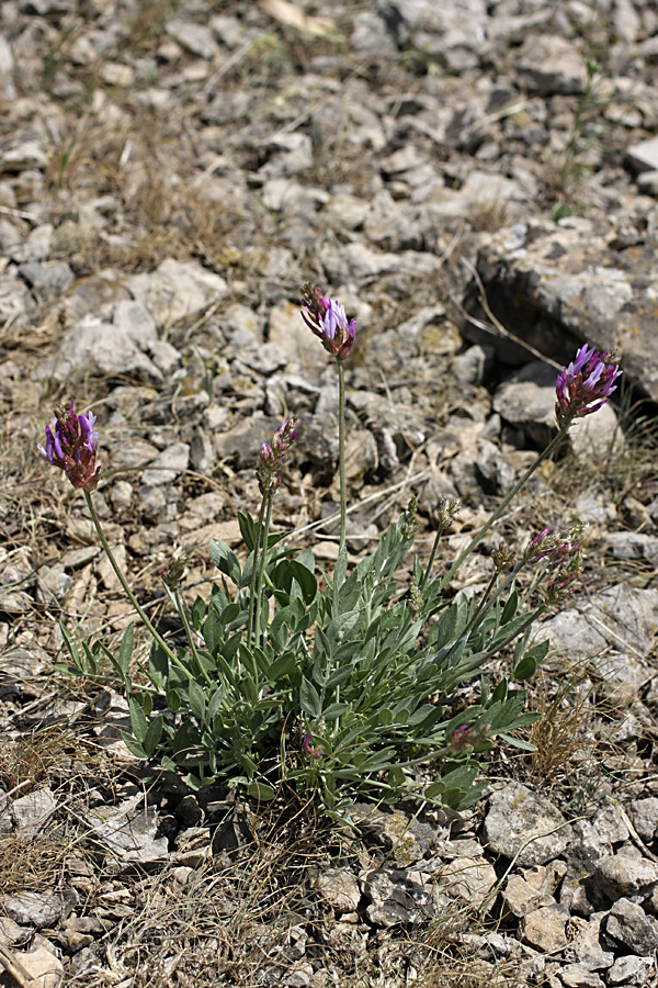 Изображение особи Astragalus schrenkianus.