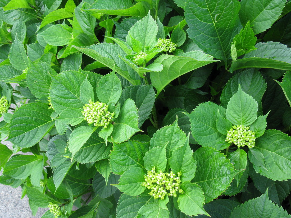 Image of Hydrangea macrophylla specimen.