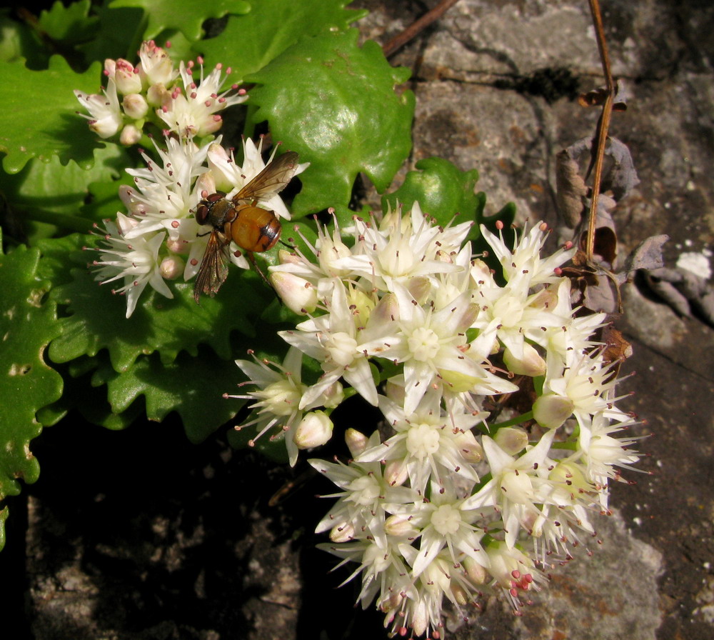 Image of Hylotelephium populifolium specimen.