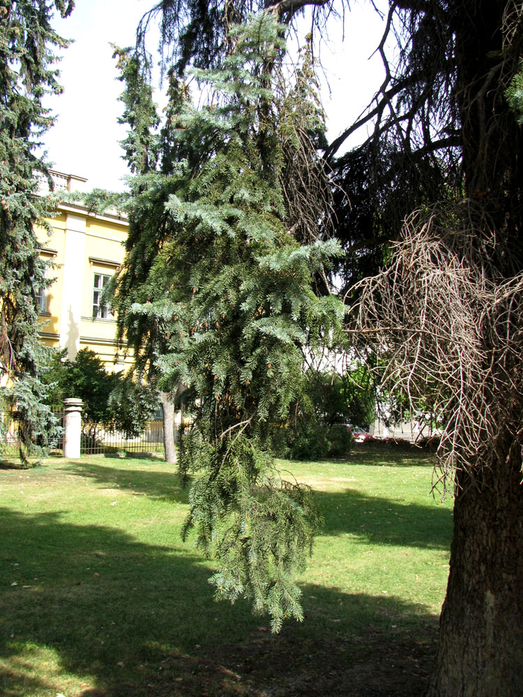 Image of Picea pungens f. glauca specimen.