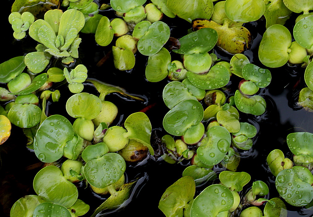 Image of Eichhornia crassipes specimen.