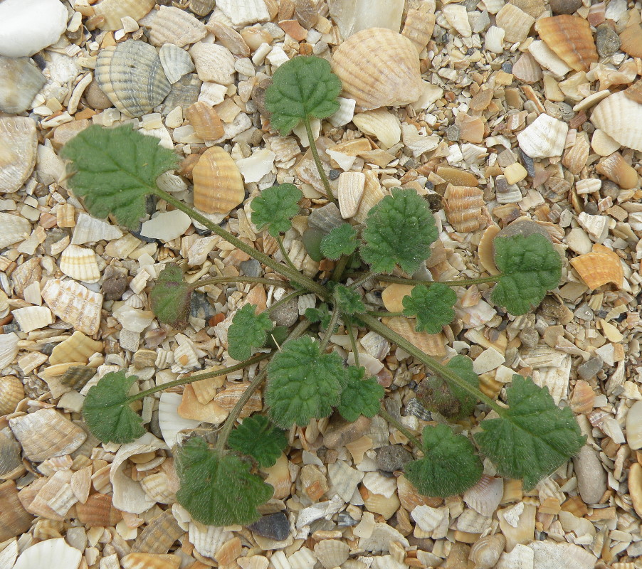 Image of Lamium amplexicaule specimen.