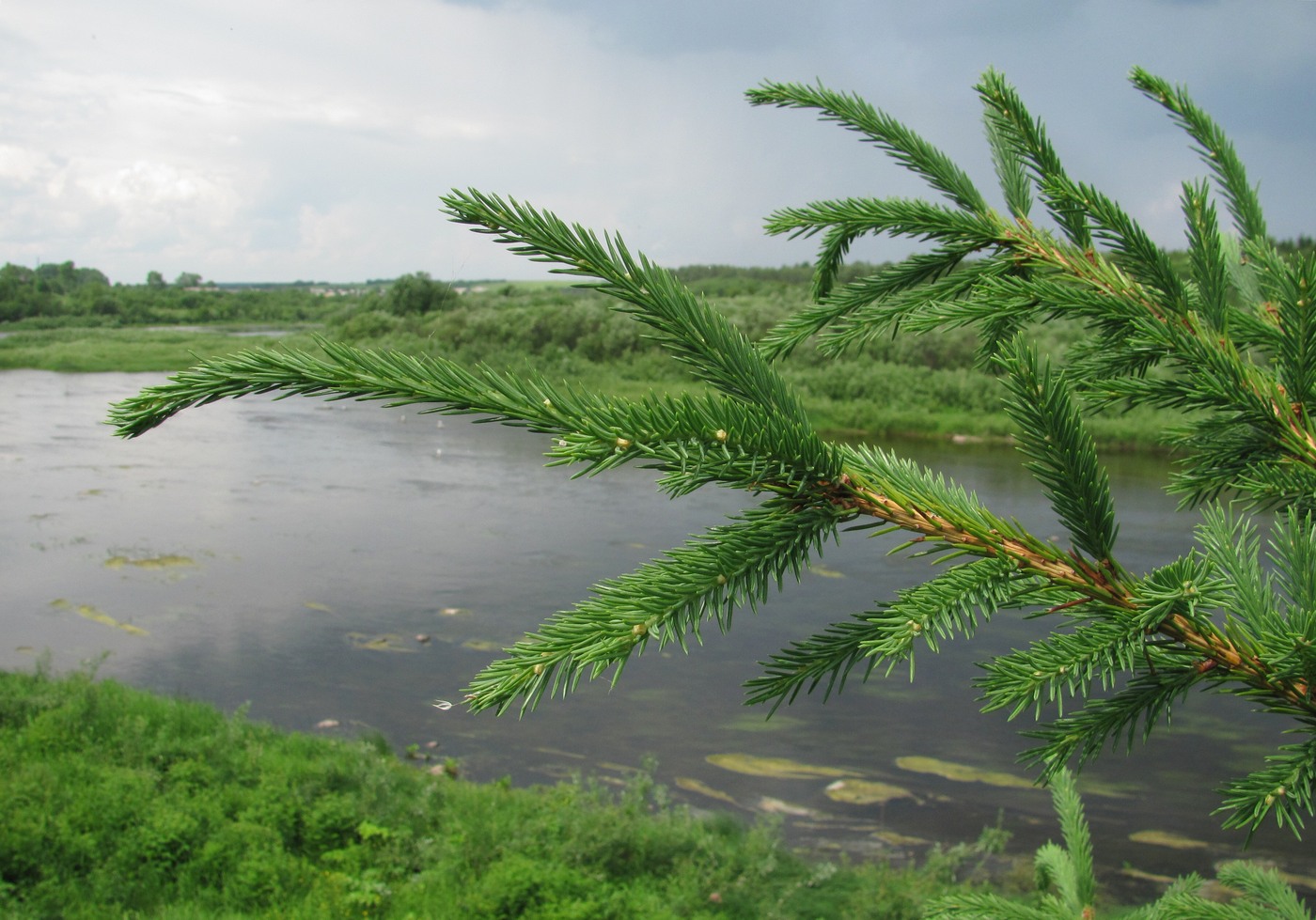 Image of Picea obovata specimen.