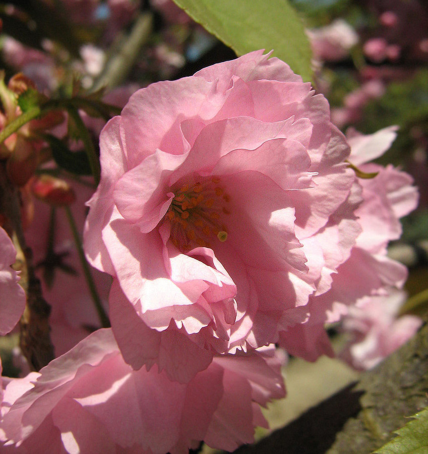 Изображение особи Prunus serrulata.