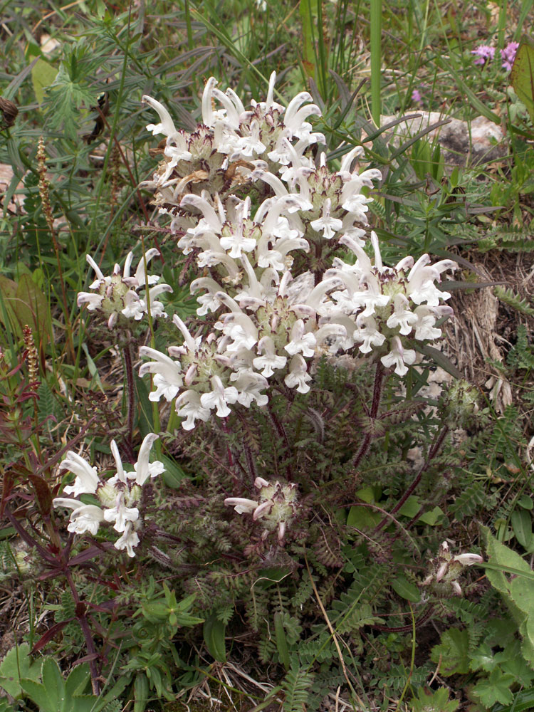 Изображение особи Pedicularis cheilanthifolia.