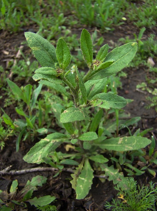 Image of Euclidium syriacum specimen.