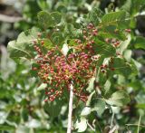 Pistacia terebinthus. Верхушка ветви с незрелыми плодами. Греция, Метеоры. 08.06.2009.