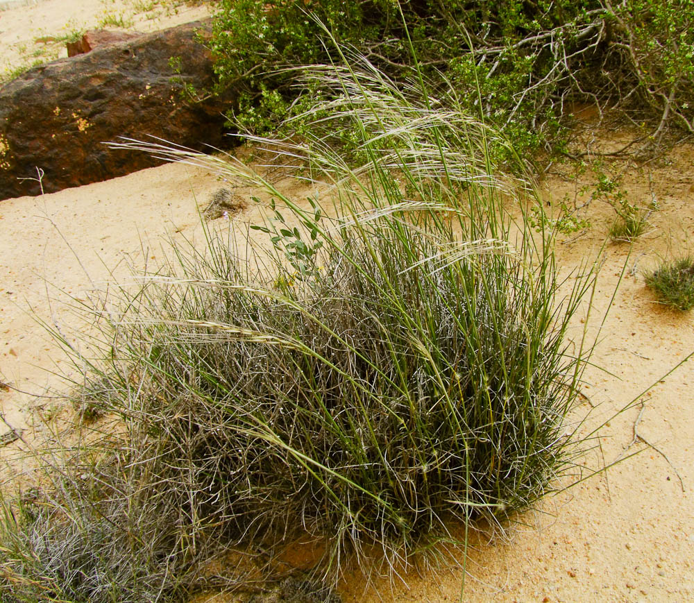 Image of Stipagrostis ciliata specimen.