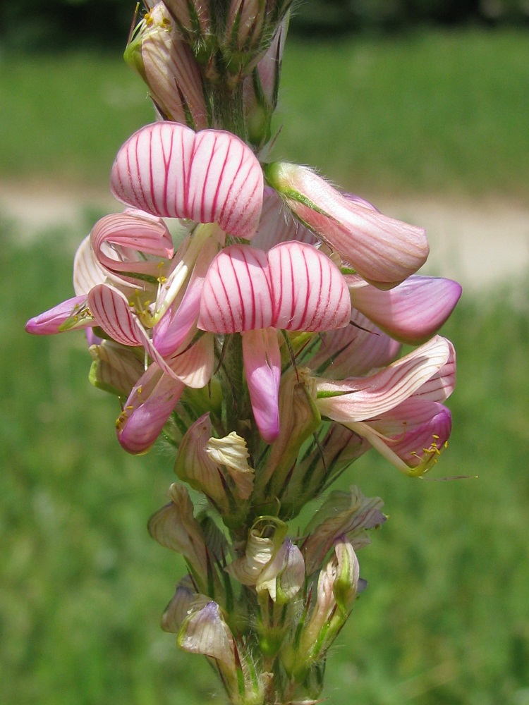 Image of genus Onobrychis specimen.