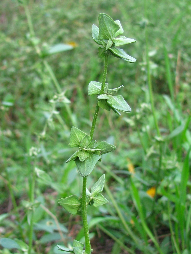 Image of genus Atriplex specimen.