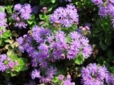 Ageratum houstonianum. Верхушки растений с соцветиями. Хорватия, Истрия, г. Пореч, набережная, цветник вдоль дороги. 06.09.2012.