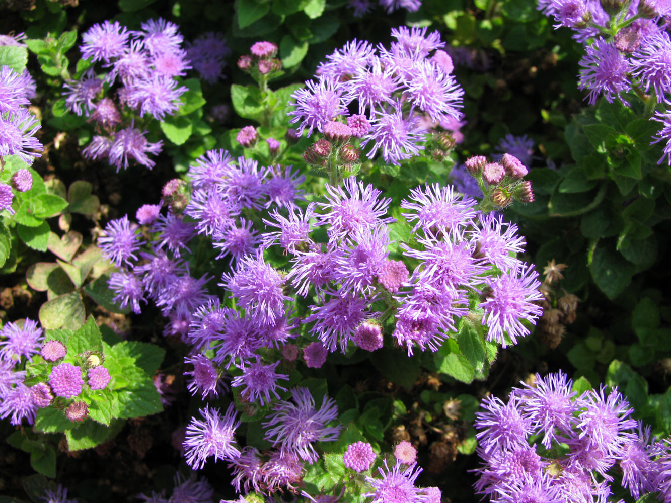 Изображение особи Ageratum houstonianum.