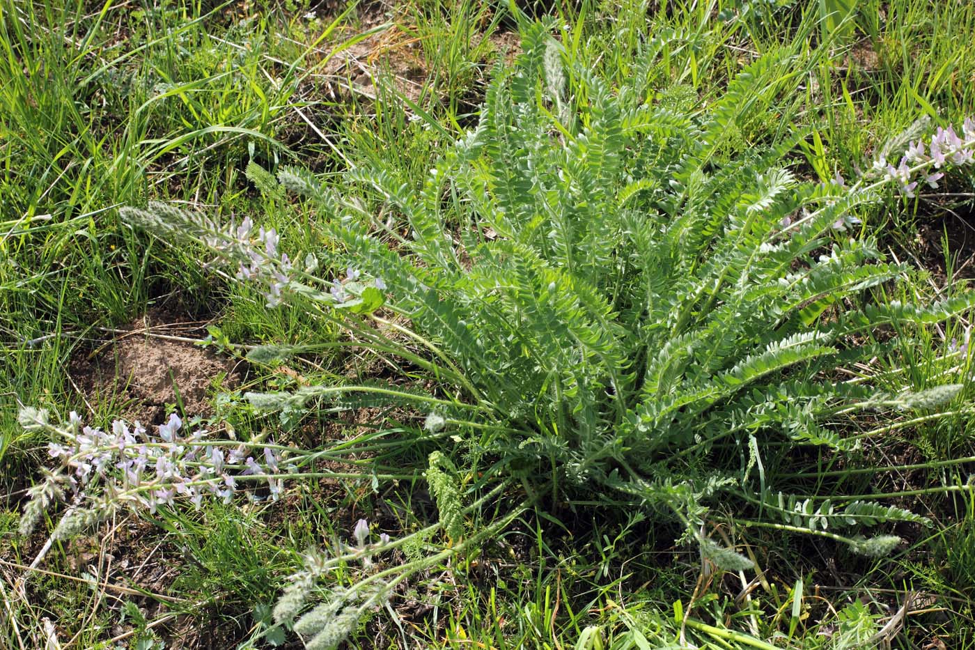 Image of Oxytropis ornata specimen.