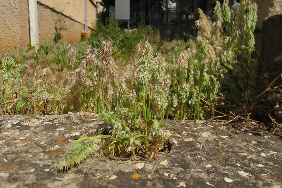 Image of Lamarckia aurea specimen.