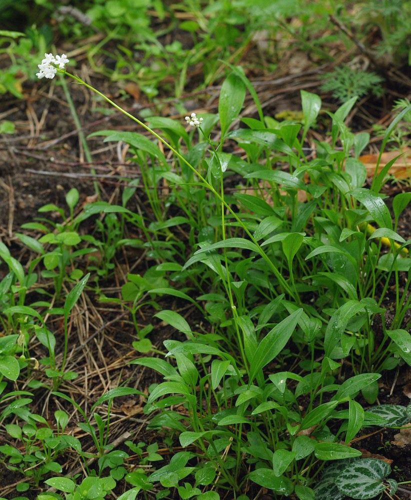 Image of Valeriana jelenevskyi specimen.