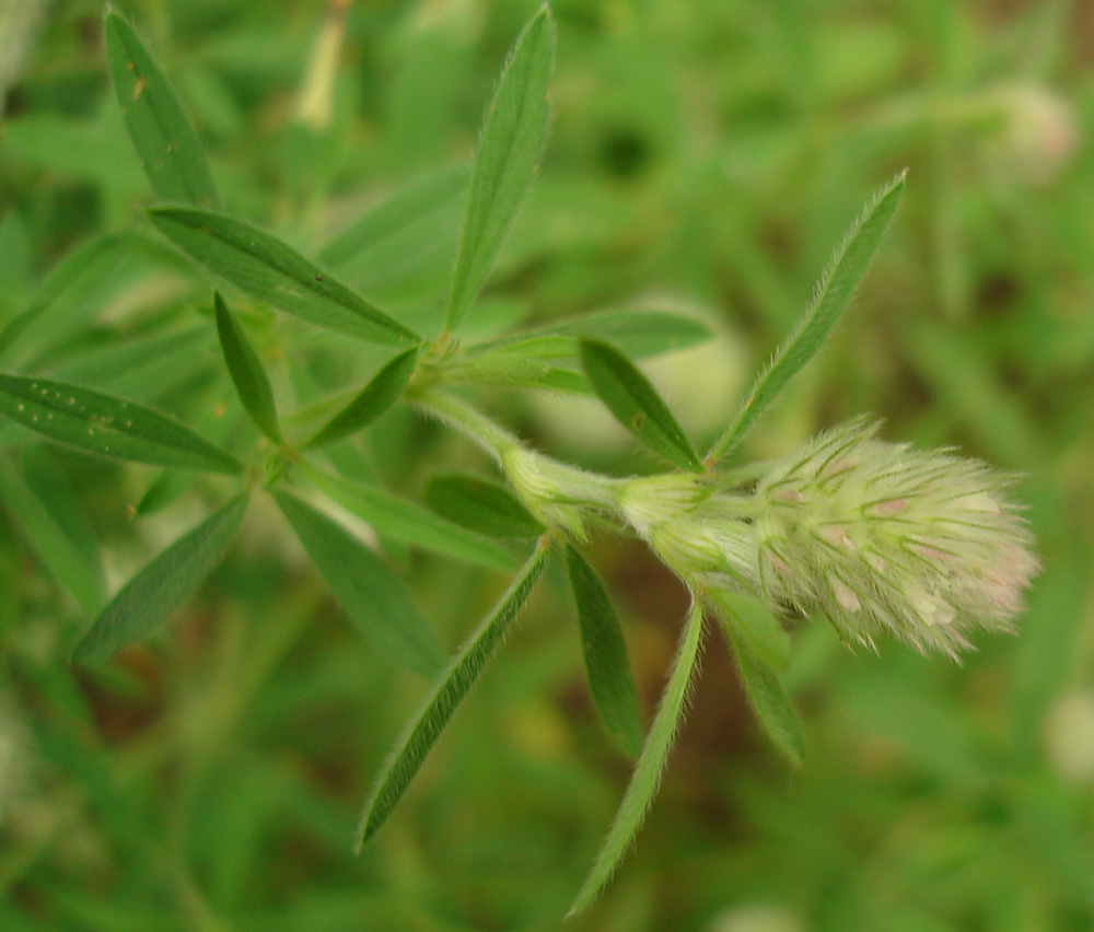 Image of Trifolium arvense specimen.