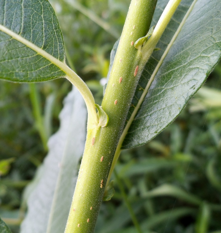 Image of Salix &times; smithiana specimen.