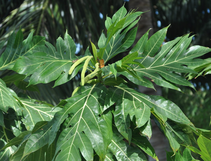 Image of Artocarpus altilis specimen.