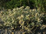 Teucrium capitatum