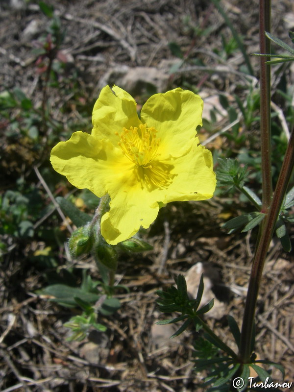 Image of genus Helianthemum specimen.