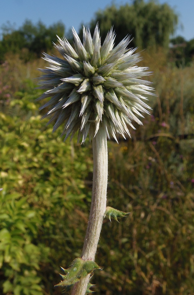 Изображение особи Echinops sphaerocephalus.