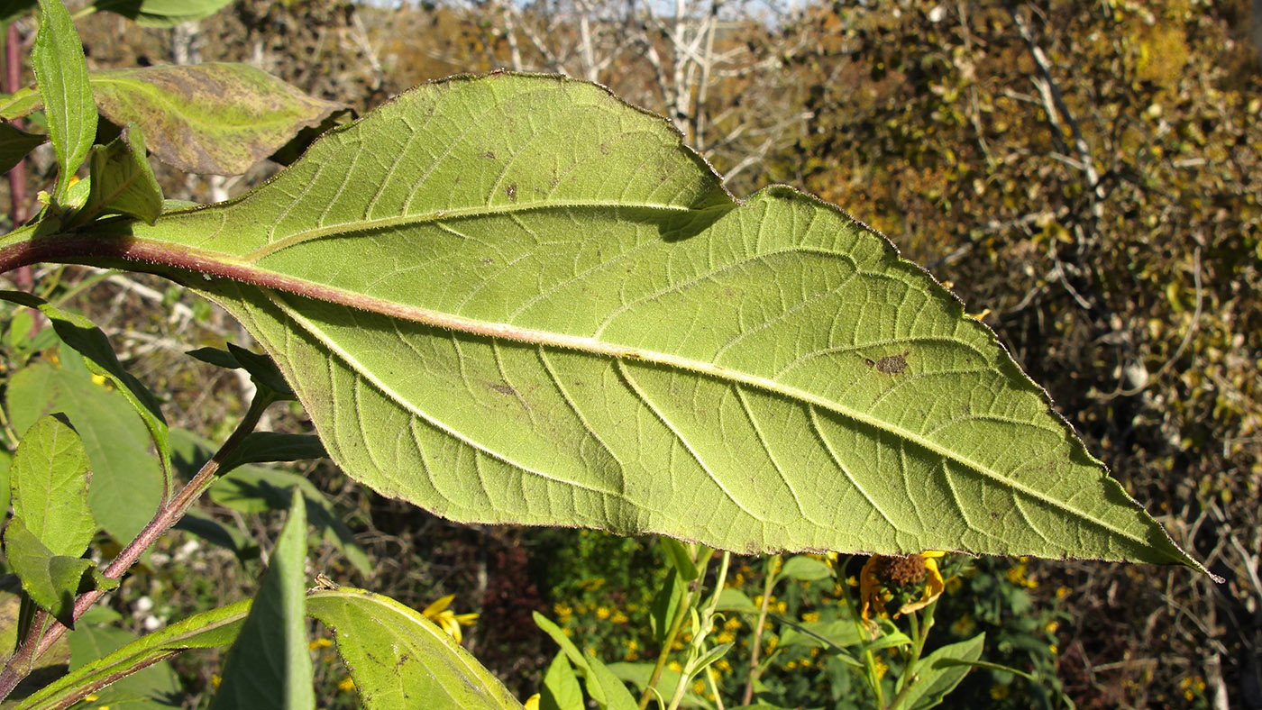 Изображение особи Helianthus tuberosus.