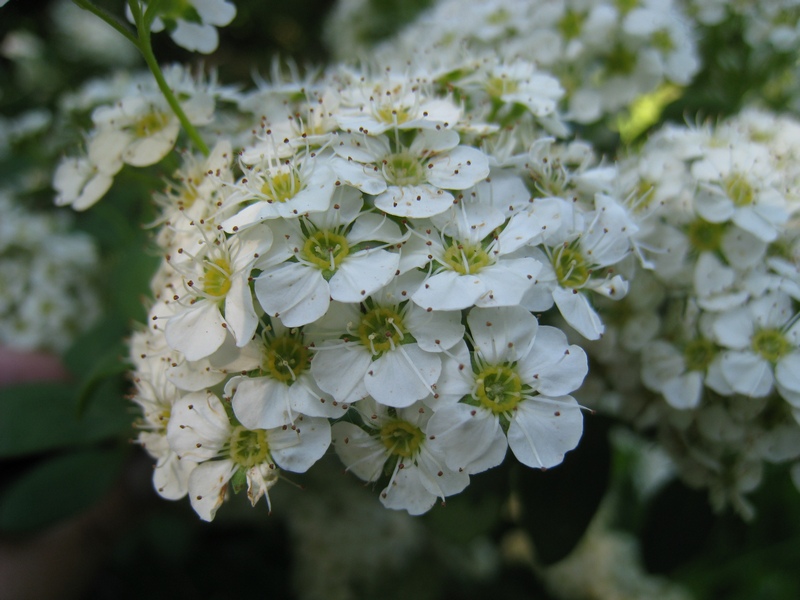 Изображение особи Spiraea trichocarpa.