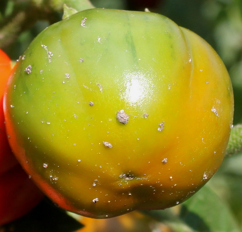 Image of Solanum aethiopicum specimen.