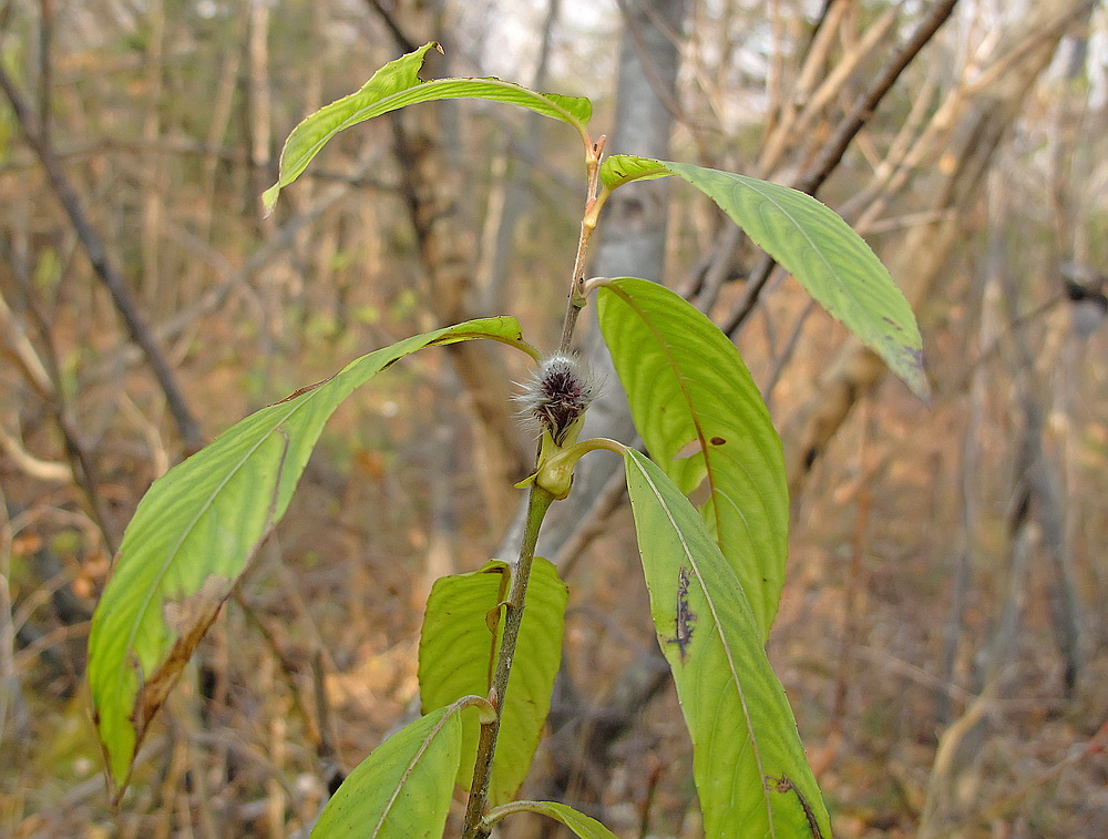 Image of genus Salix specimen.