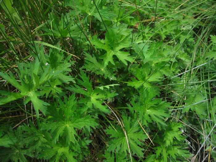 Image of Geranium collinum specimen.