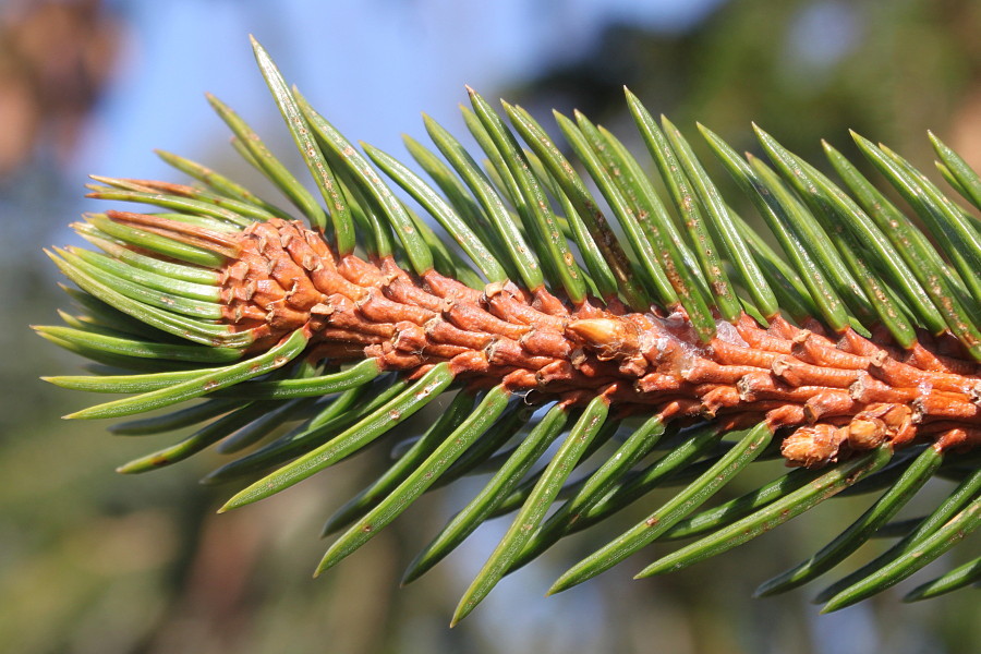 Изображение особи Picea abies.