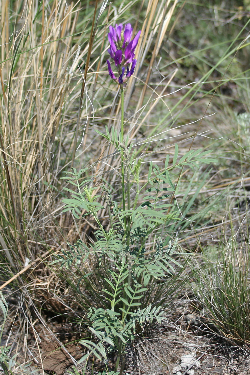 Image of Astragalus onobrychis specimen.