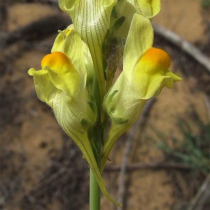 Изображение особи Linaria incompleta.