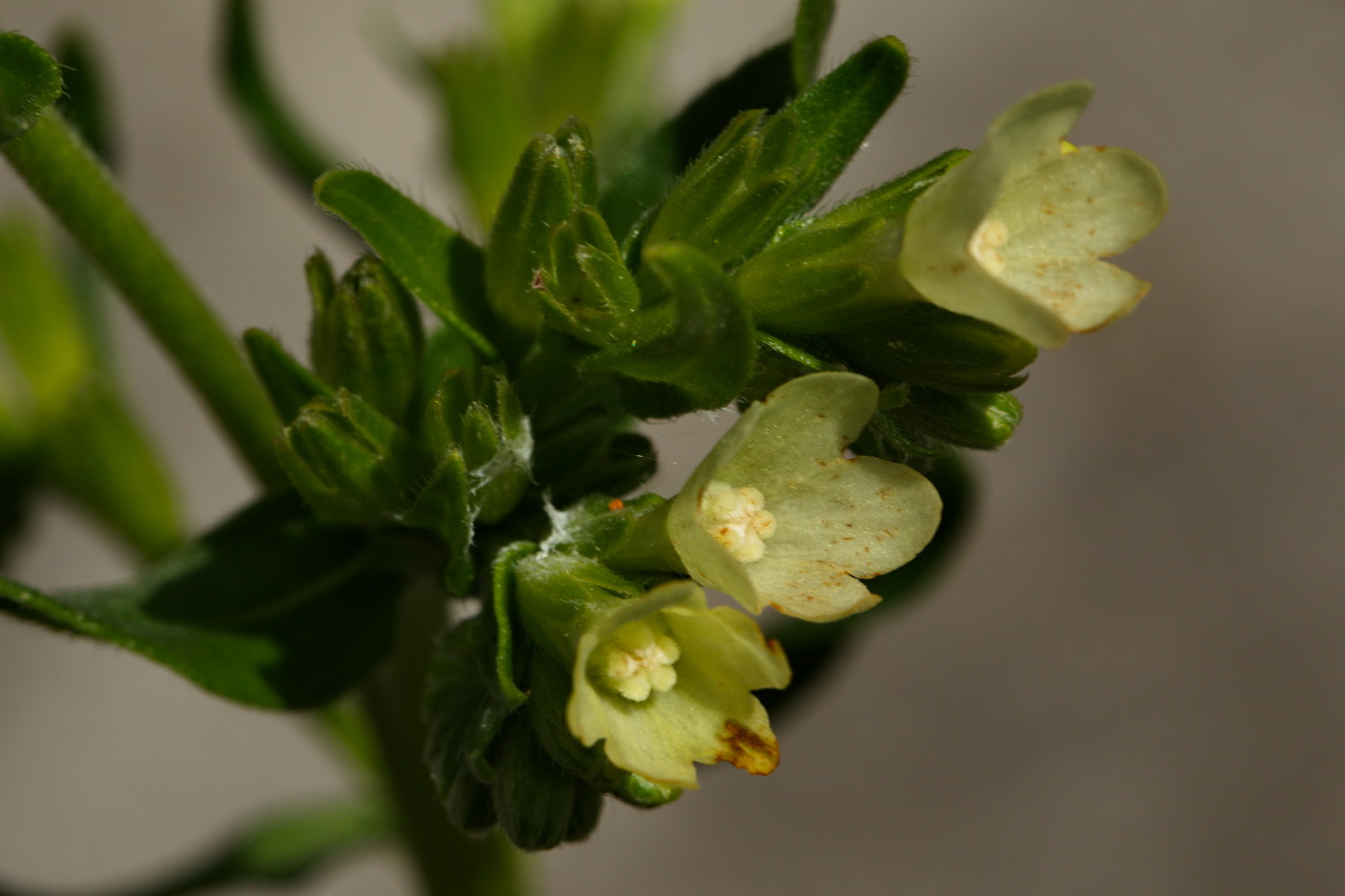 Image of Anchusa pseudochroleuca specimen.