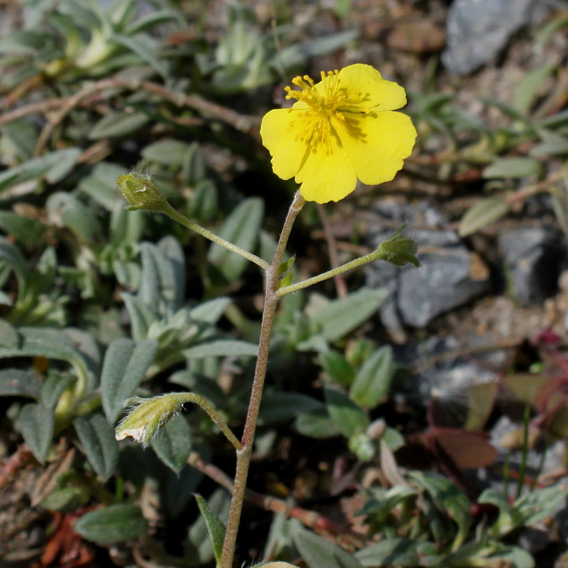 Image of Helianthemum alpestre specimen.