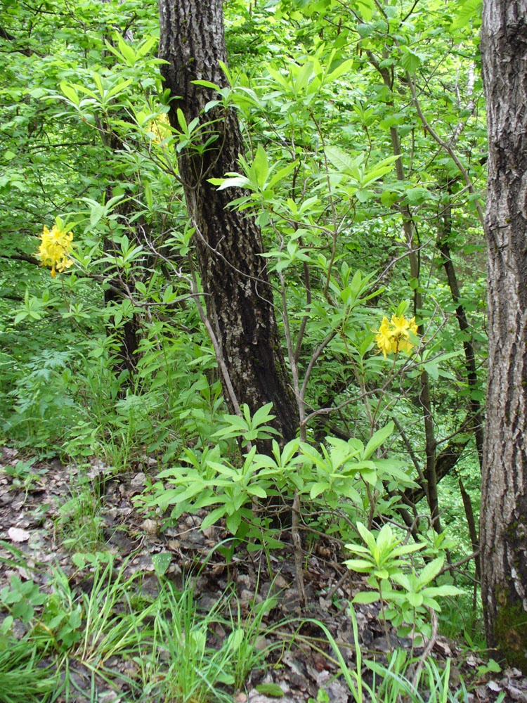 Image of Rhododendron luteum specimen.