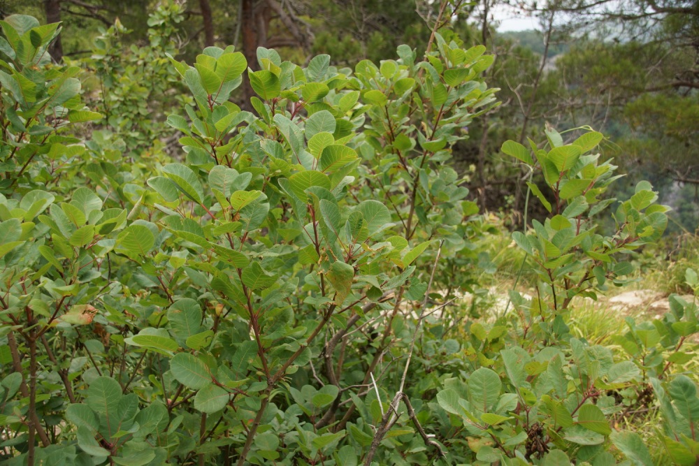 Image of Cotinus coggygria specimen.