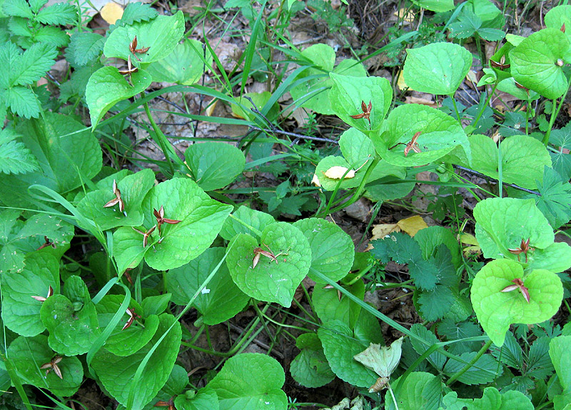 Image of Viola mirabilis specimen.