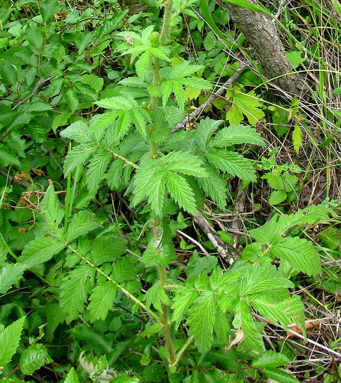 Image of Agrimonia eupatoria specimen.