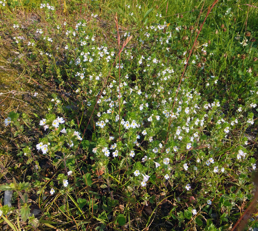 Image of genus Euphrasia specimen.