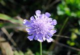 Scabiosa lachnophylla