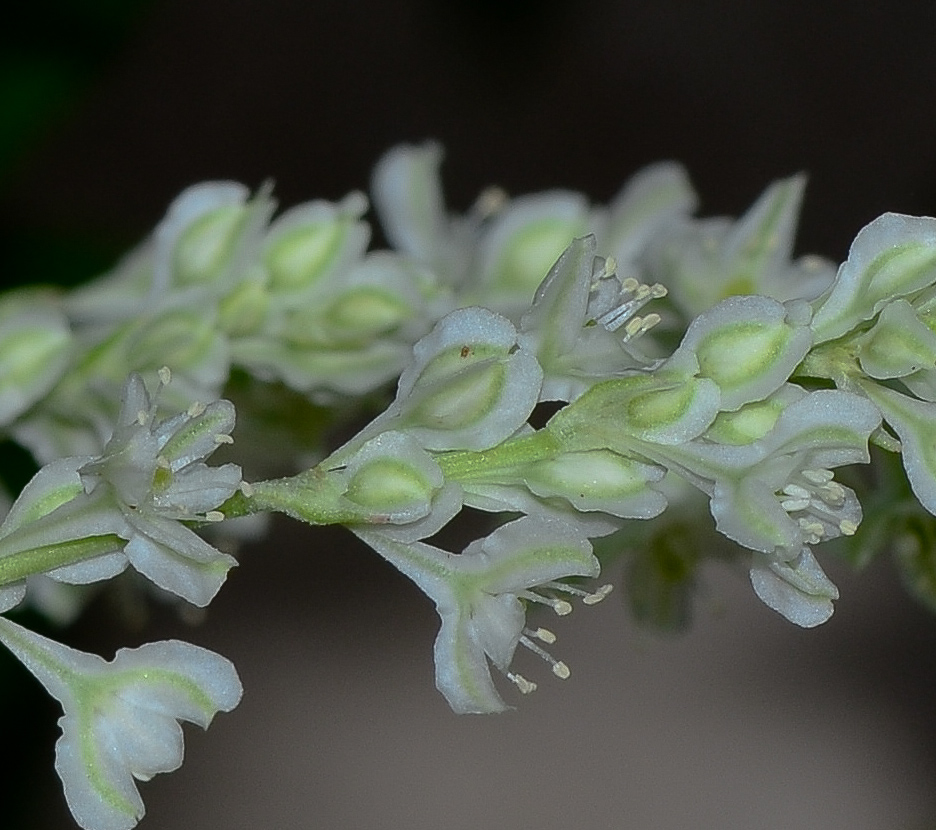 Image of Fallopia baldschuanica specimen.